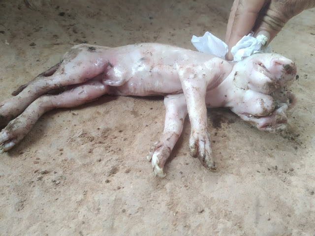 Porco nasce com duas cabeças e intriga moradores de Buriti dos Lopes
